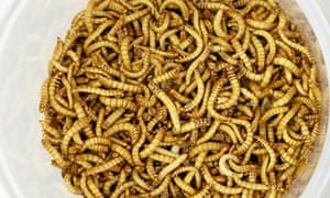 edible insects set to be approved by eu in breakthrough moment insects the guardian