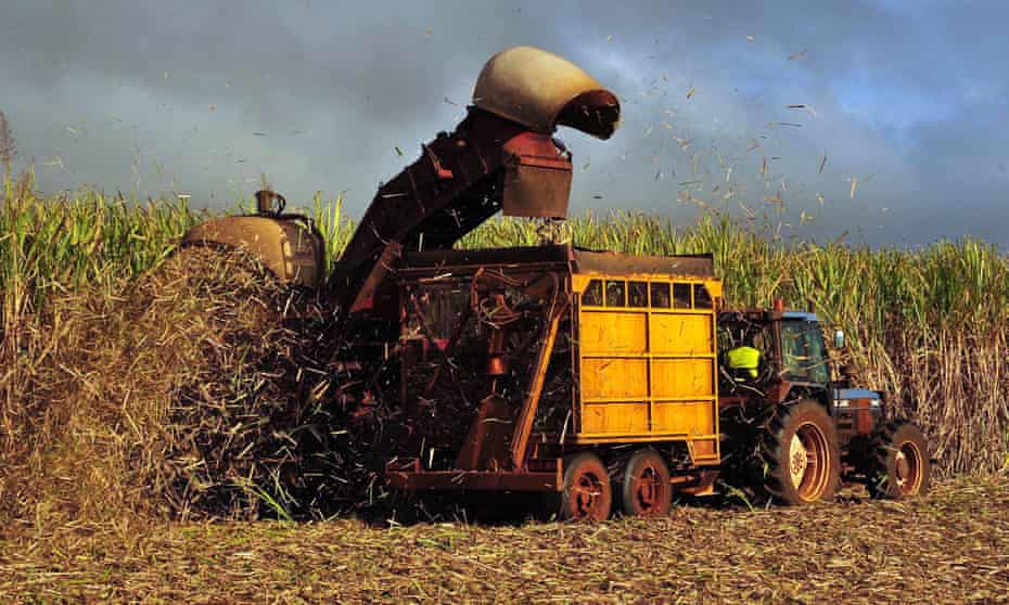 Sugar cane is harvested 