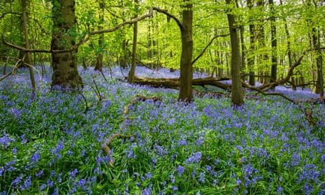 Bluebells in a wood in Gloucestershire, within one of England’s areas of outstanding natural beauty.