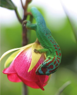 Trochetia blackburniana is pollinated by geckos, the only other plant known to use reptiles as its primary pollinator.