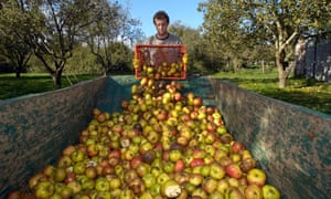 Apples being collected in an orchard in Somerset, England.