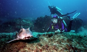 Dr Sylvia Earle diving.