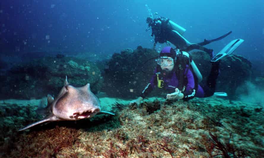 Dr Sylvia Earle diving at Magic Point, off Maroubra, near Sydney, Australia, with a Port Jackson shark in 2004