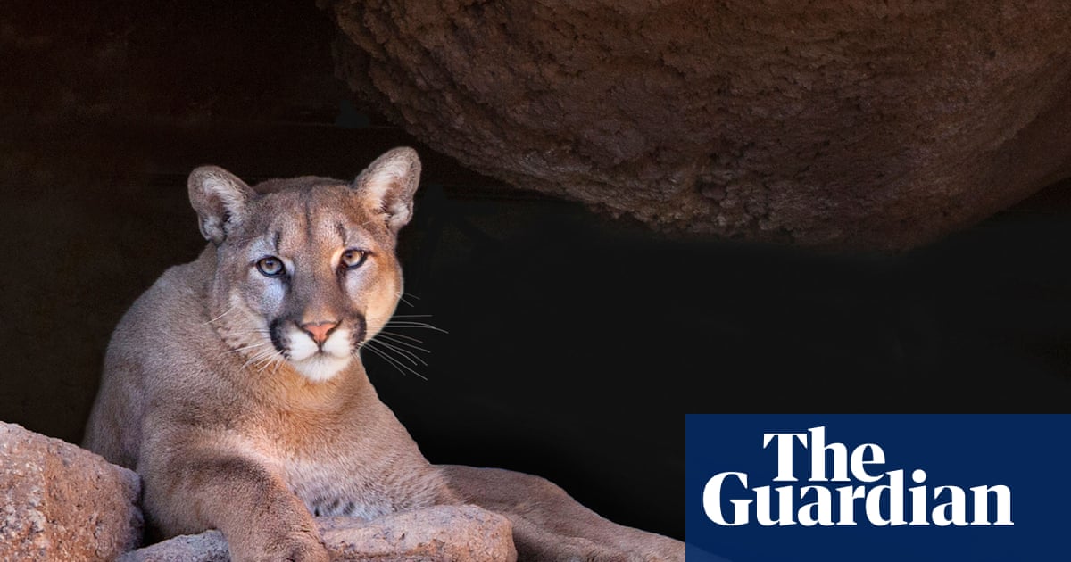 Colorado authorities suspect mountain lion attack after woman found dead near trail Colorado authorities suspect mountain lion attack after woman found dead near trail