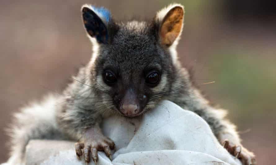 Brushtailed possum