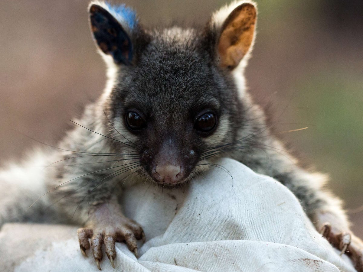 New Zealand's possum war: 'barbaric' drowning of babies at school fair  sparks outcry | New Zealand | The Guardian