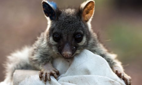 A baby brushtail possum