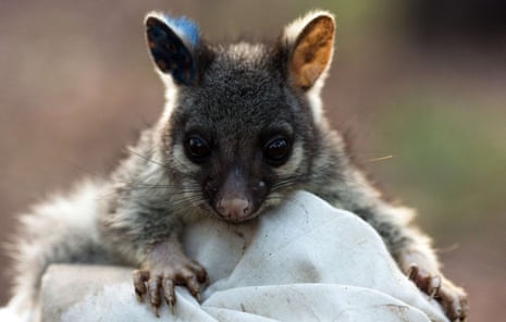 A baby brushtail possum.