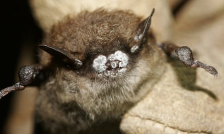 A tiny bat with a powdery white substance on its nose being held between gloved fingers