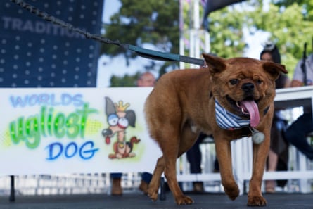 Prince, owned by Aimee Hoffman, walks on stage during the annual world’s ugliest dog contest at the Sonoma-Marin fair in Petaluma, California.
