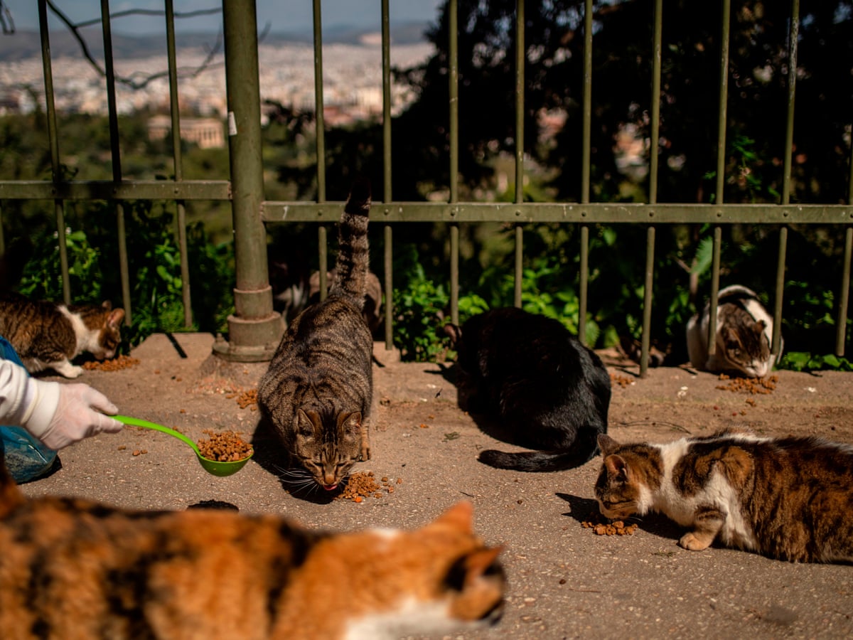 Greek plan for mandatory neutering to tackle strays hits opposition | Greece  | The Guardian