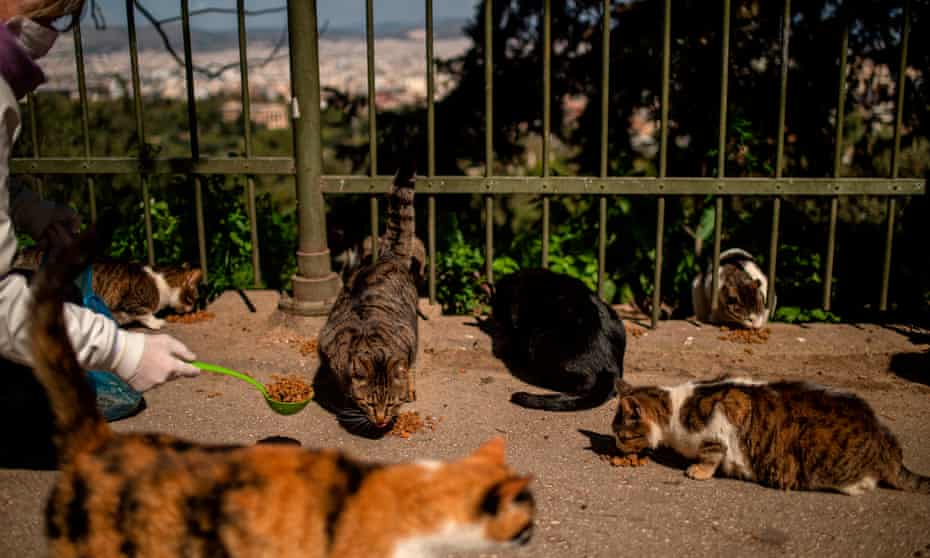 A volunteer feeds stray cats in Athens in April 2020.