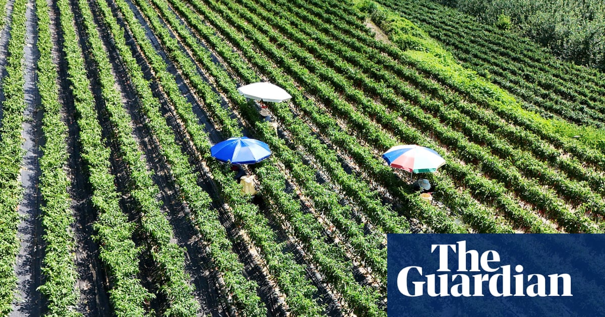Potatoes ‘boil’ in the ground as record heatwave sweeps across swathes of Asia