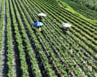 Potatoes ‘boil’ in the ground as record heatwave sweeps across swathes of Asia