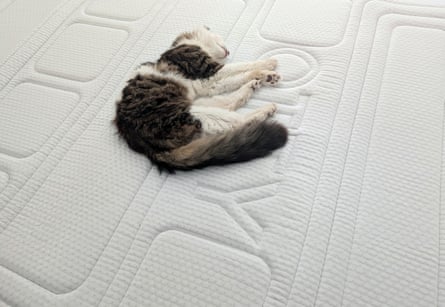 A cat sleeps blissfully on the Otty Mattress Topper