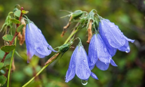 Habitat degradation has led to the decline of species such as harebell.