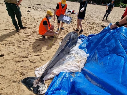 Images of the dolphin released by SLSNSW showed at least five bite marks across its body.