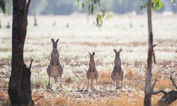 I collect roo poo – and our research could save many marsupial lives