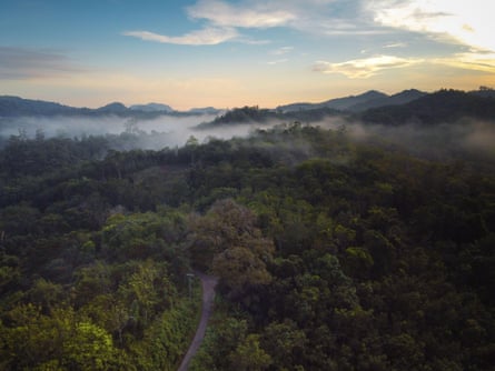 Morning mist over the forest in South Kalimantan, Borneo.