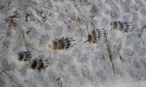 Badger print