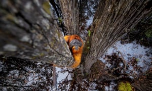 Borneo, Indonesia: A rare view of an orangutan climbing a tree. The image won fourth prize in the nature category of the Hamdan International Photography Award