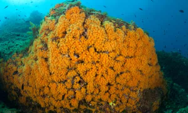 A rock in the Punta Campanella marine reserve, Italy, covered with yellow cluster anemone.