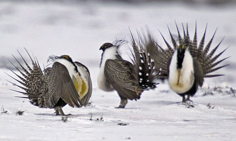 Male greater sage grouse perform mating rituals for a female grouse, not pictured, on a lake outside Walden, Colorado.