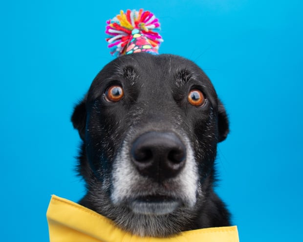 Portrait of a surprised black shepherd mix dog