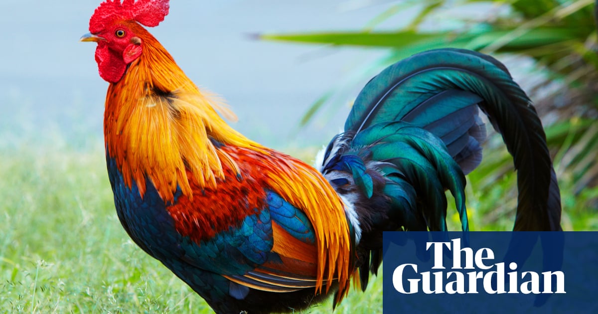 What links rooster, bear, lion and palm? The Weekend quiz