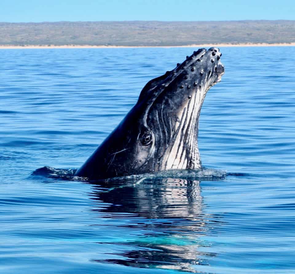 A whale at Ningaloo Reef