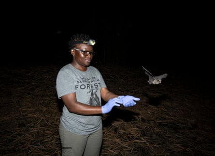 Iroro Tanshi wearing protective gloves and head torch releases a bat at night.