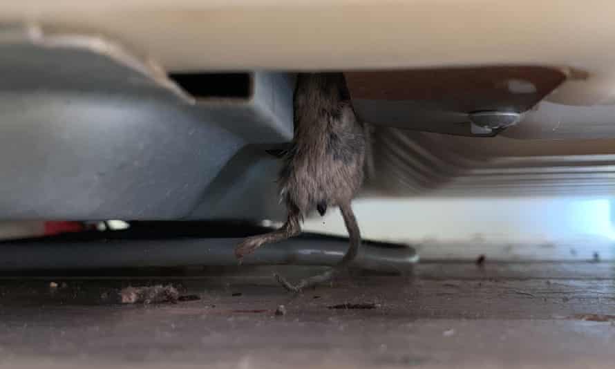 Pip goldsmith and other Coonamble residents have had to fix their fridges multiple times after mice died in the machinery
