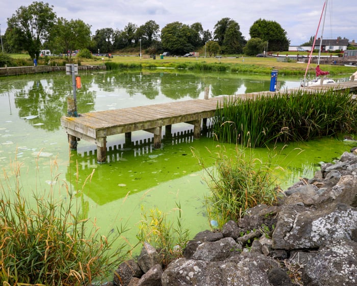 ‘It’s dying in front of our eyes’: how the UK’s largest lake became an ecological disaster