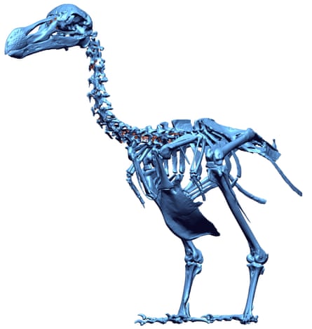 A 3D digital model of the only complete skeleton of a single dodo, found in 1903 on Mauritius.