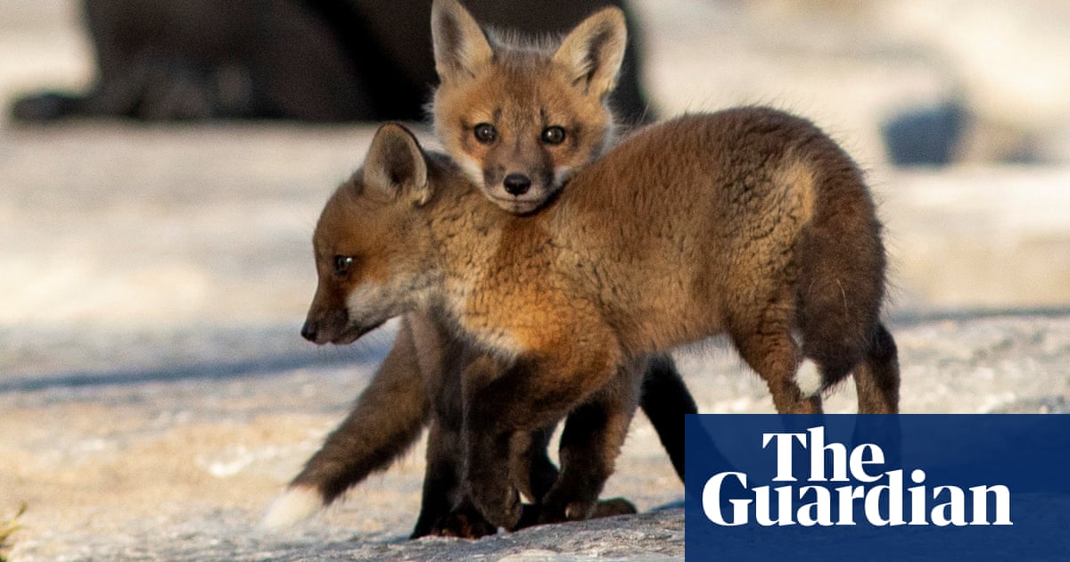 Flamingos Fox Cubs And Lockdown Weddings Thursday S Best Photos