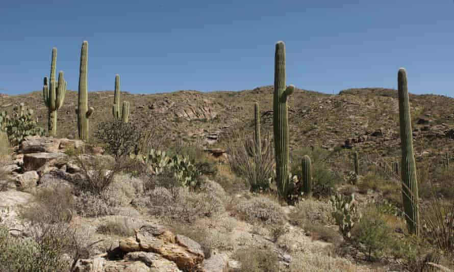 Saguaro cacti