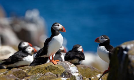 Birds of a feather: puffins can be spotted on the Farne Islands from April.