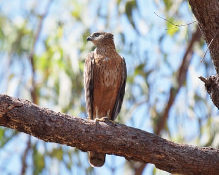A red goshawk on the branch of a tree.