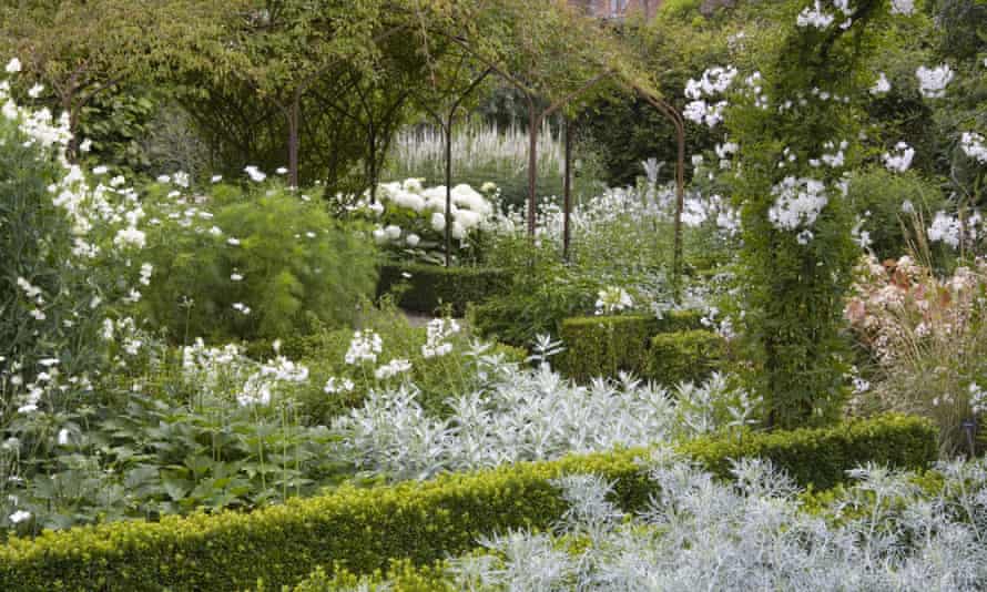 White Cosmos, sweet peas and Solanum in the White Garden at Sissinghurst Castle, Kent.