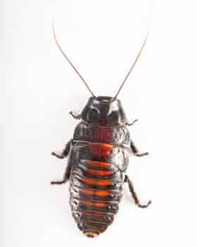 A cockroach