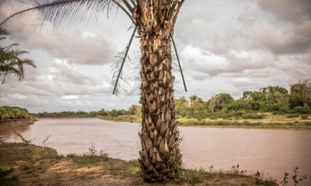 Oil palm trees on the shore of Aguan river, at Chapagua village.