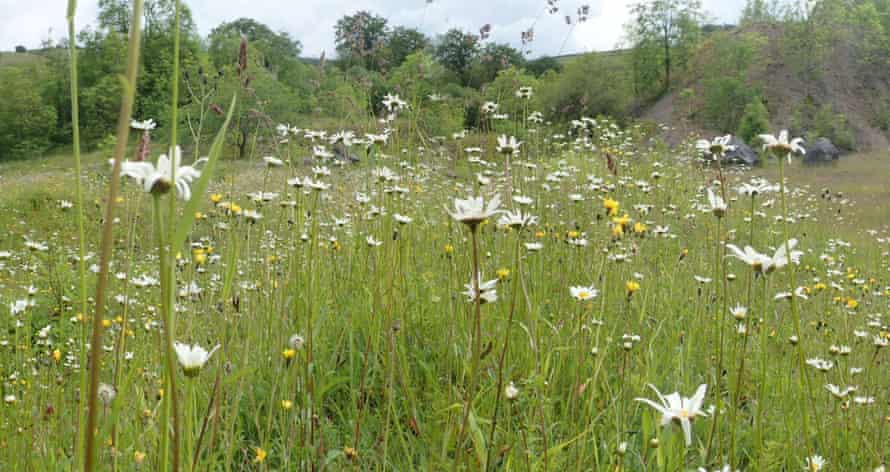 Oxeye daisies in Miller Dale Quarry