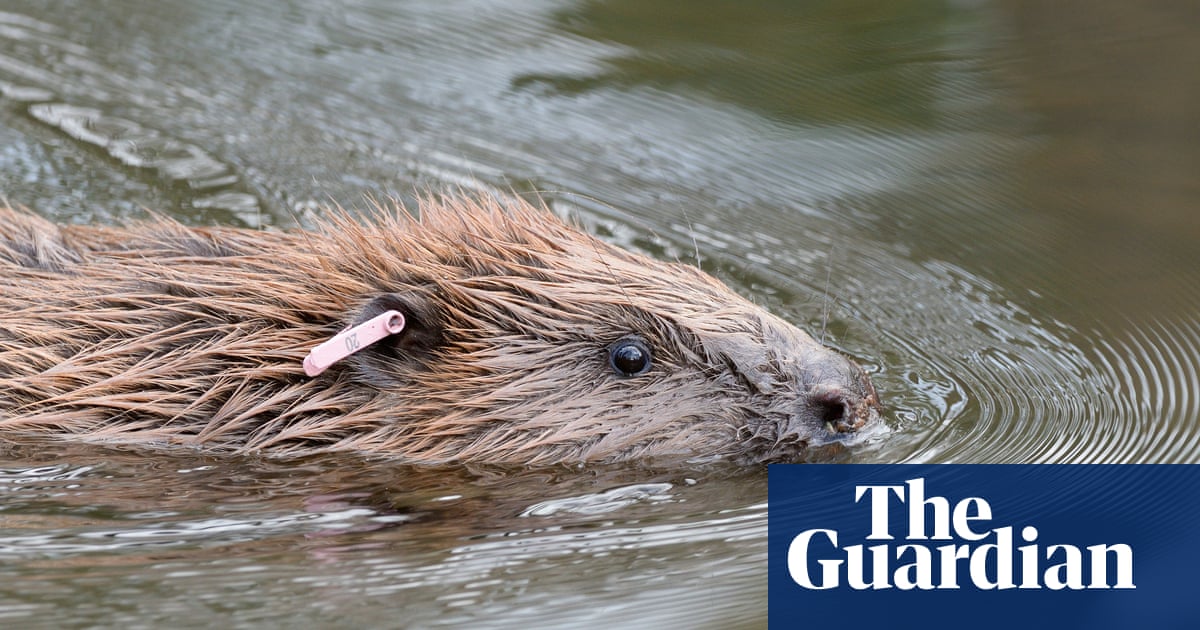 Somerset estate offers rare peek into life of beavers with launch of online tour