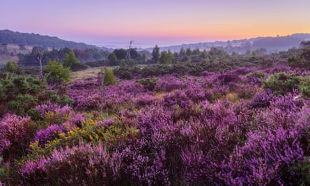 Heath during dawn on Ashdown Forest High Weald, East Sussex