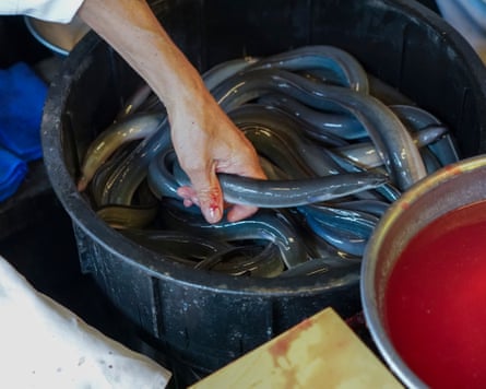 A hand reaches in to a plastic bucket for an eel to be filleted.