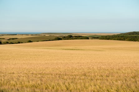 Barley fields with the North Sea beyond.