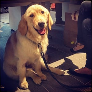 快乐,一个8个月大的金毛猎犬属于卡罗尔•DuPuis ReachNow的办公室在西雅图。