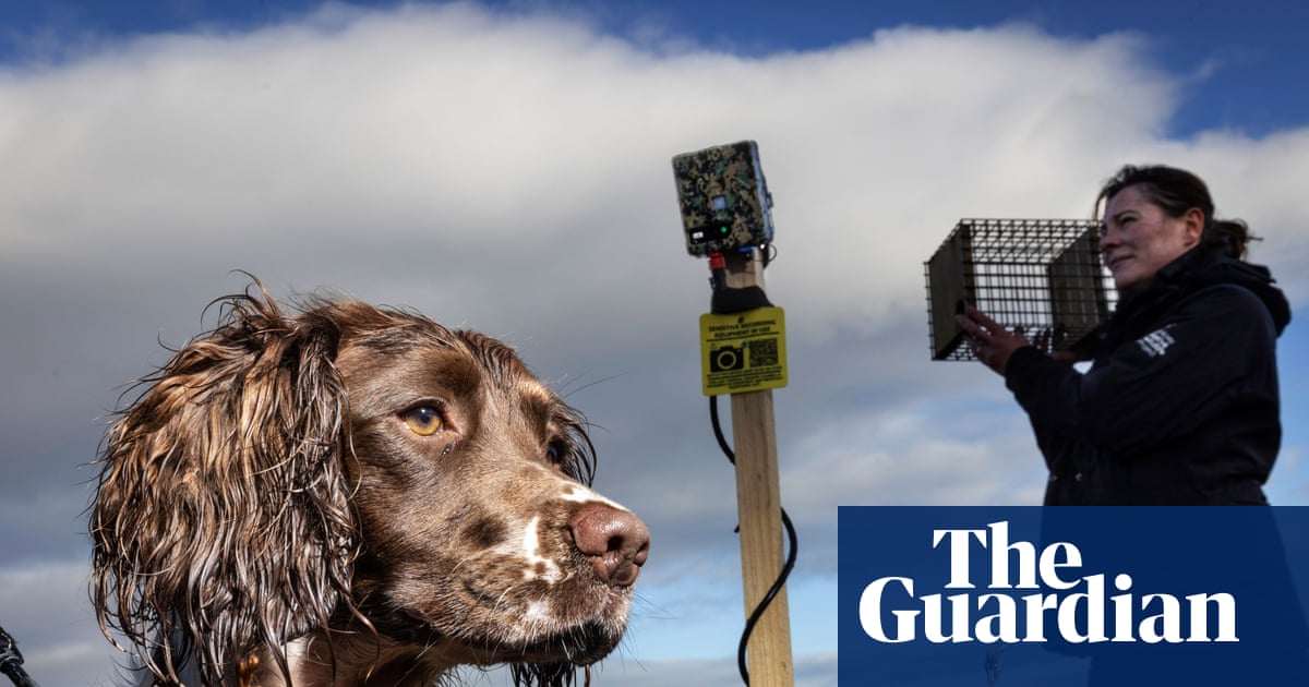 There were stoats in kitchen cupboards': AI deployed to help save Orkney's birds