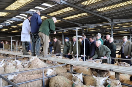 Will Probert, Auctioneer, Roger Garlick, clerk, and Richard Williams, owner and managing director, auctioning lambs at Ross, March 2023