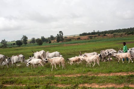 Fulani cattle graze in the surrounding area of the Nghar Village